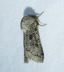 Spodoptera hipparis