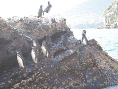 Spheniscus mendiculus