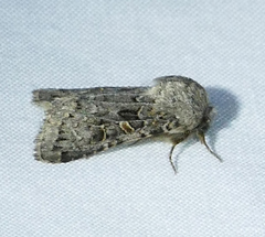 Spodoptera hipparis
