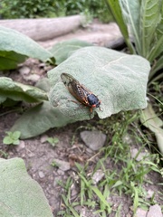 Magicicada septendecim