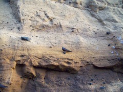 Anous stolidus galapagensis