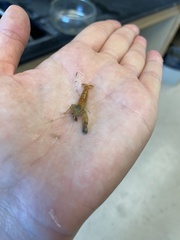 Alpheidae