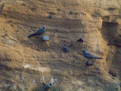 Anous stolidus galapagensis