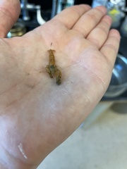 Alpheidae