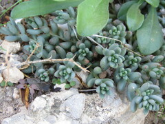 Sedum album