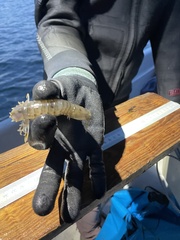 Squillidae
