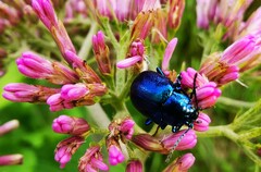Chrysolinina