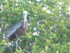 Pelecanus occidentalis urinator