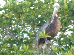 Pelecanus occidentalis urinator