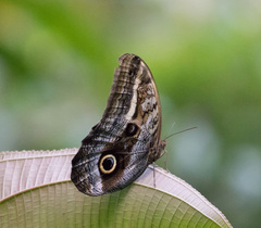 Caligo oedipus