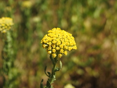 Achillea ageratum