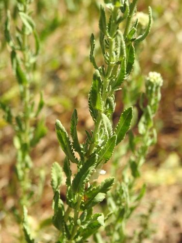 Image of Achillea ageratum by (c) Yves Bas, some rights reserved (CC BY)