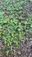 Dichondra carolinensis