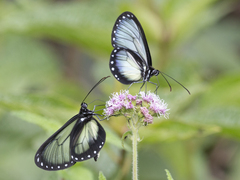 Hyalyris coeno coeno