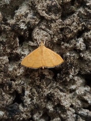 Hyalobathra opheltesalis