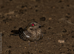 Caprimulgus clarus