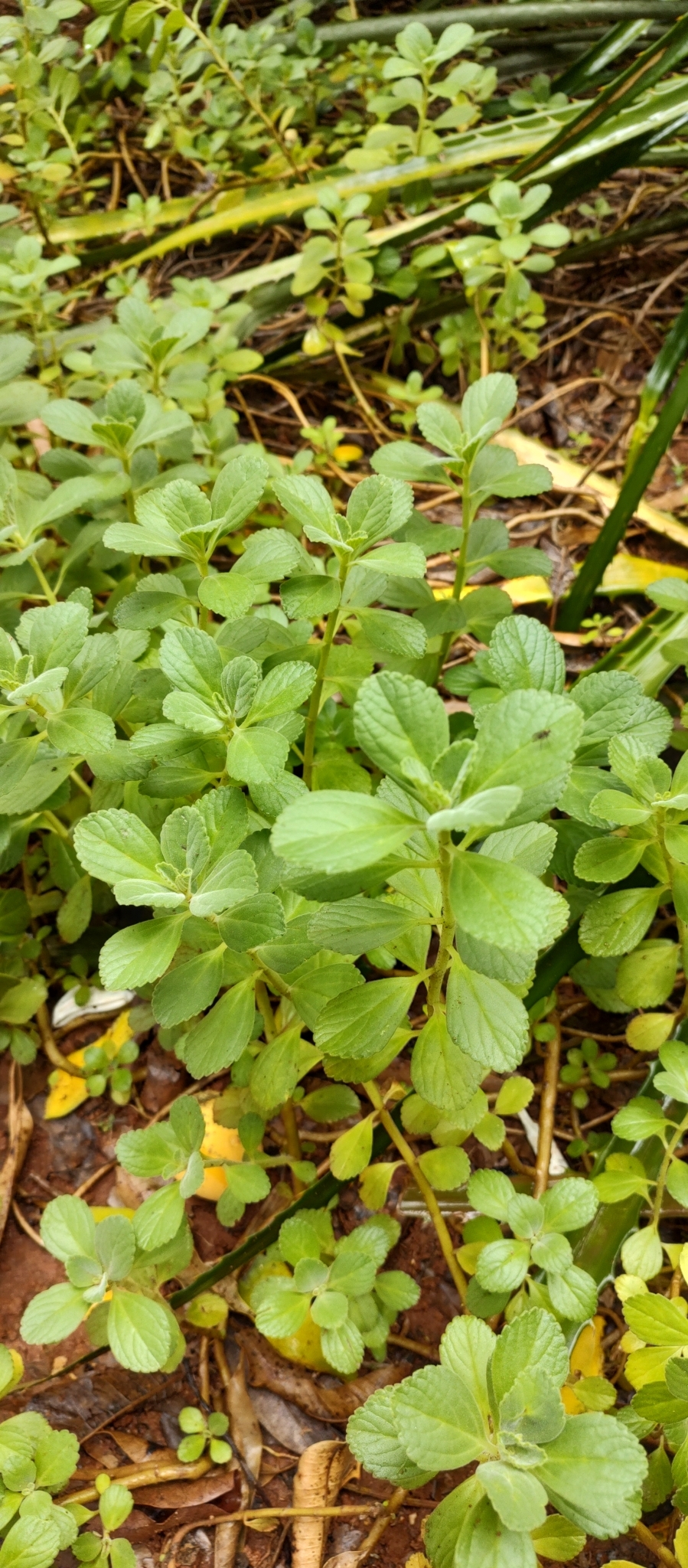 Coleus neochilus