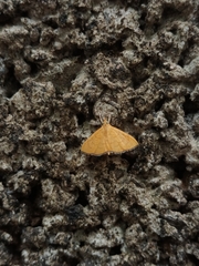 Hyalobathra opheltesalis