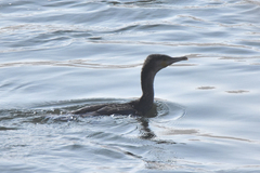 Phalacrocorax carbo sinensis