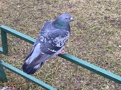 Columba livia domestica
