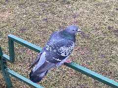Columba livia domestica