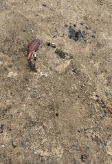 Leptuca leptodactyla