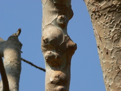 Sterculia urens