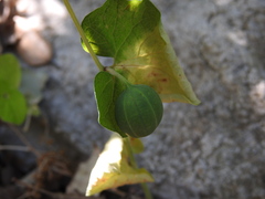 Aristolochia rotunda