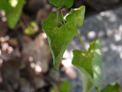 Aristolochia rotunda