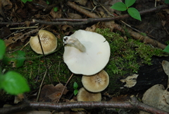 Lentinus substrictus