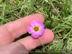 Oxalis obliquifolia