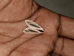 Creatonotos gangis-interrupta agg