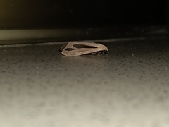 Creatonotos gangis-interrupta agg