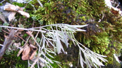Aruncus dioicus