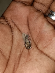 Creatonotos gangis-interrupta agg