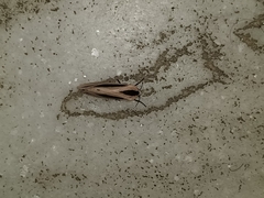 Creatonotos gangis-interrupta agg