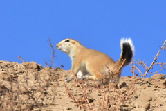 Spermophilopsis leptodactyla