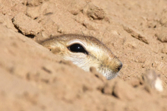 Spermophilopsis leptodactyla