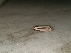 Creatonotos gangis-interrupta agg