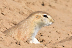 Spermophilopsis leptodactyla