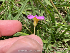 Oxalis obliquifolia