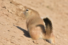 Spermophilopsis leptodactyla