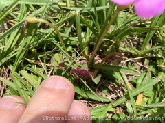 Oxalis obliquifolia