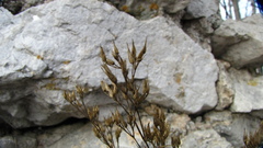 Draba aizoides