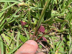 Oxalis obliquifolia