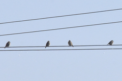 Petronia petronia intermedia