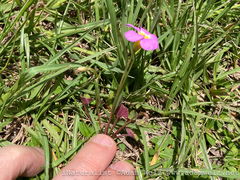 Oxalis obliquifolia