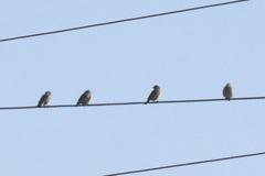 Petronia petronia intermedia