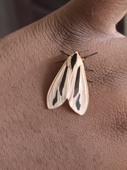 Creatonotos gangis-interrupta agg