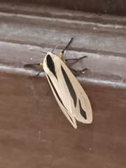 Creatonotos gangis-interrupta agg